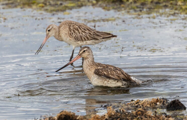 Wall Mural - different spectacular moments of the Bar-tailed Godwit