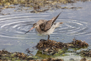 Wall Mural - different spectacular moments of the Bar-tailed Godwit