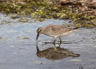 Wall Mural - different spectacular moments the waders on the beach