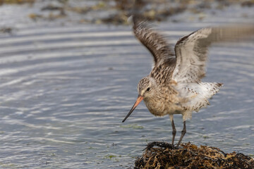 Wall Mural - different spectacular moments the waders on the beach