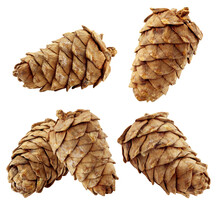 Cedar Pine Cone Isolated On White Background, Full Depth Of Field