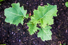 Young Kale Growing In The Vegetable Garden, Top View. Urban Gardening. Organic Farming.