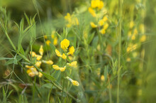 Blossoming Lathyrus Pratensis Or Meadow Vetchling,  Also Yellow Pea Or Meadow Pea In The Field At Summer