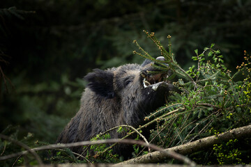 Poster - Wild boar in the forest. European nature during spring. Eye to eye contact with the boar.