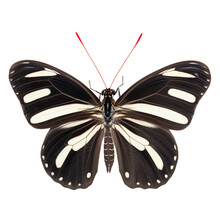 Zebra Longwing Butterfly, Isolated Background 