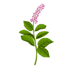Wall Mural - Tulsi plant vector illustration. Cartoon isolated botanical Ocimum tenuiflorum pink flowers and green leaf on stem, single holy basil branch with leaves, fresh tulsi floral ingredient of Ayurveda