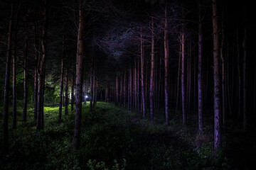 Wall Mural - Beautiful night landscape shot in scary forest. Magical lights sparkling in mysterious pine forest at night.