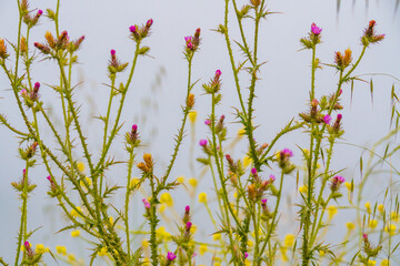 Wall Mural - Italian thistle  (Carduus pycnocephalus) blooms on the beach on a gloomy foggy day. Beautiful pattern of wildflowers with foggy sky