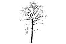 Isolated Image Of Leafless Tree Silhouette On Transparent Background Png File.