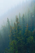 Foggy Day at Banff, Alberta, Canada