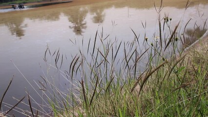 Wall Mural - Wild grass field with light wind on water river background