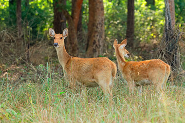 Wall Mural - two female barasingha or swamp deer (rucervus duvaucelii), kanha national park, india.