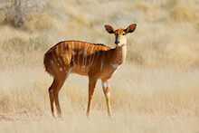 Female Nyala Antelope (Tragelaphus Angasii) In Natural Habitat, Mokala National Park, South Africa.