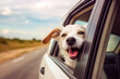 Happy dog with head out of the car window having fun. Travel with a pet concept. Generative AI.