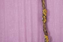 Dry Thin Branch Covered With Yellow And Gray Lichens On A Faded Pink Background.