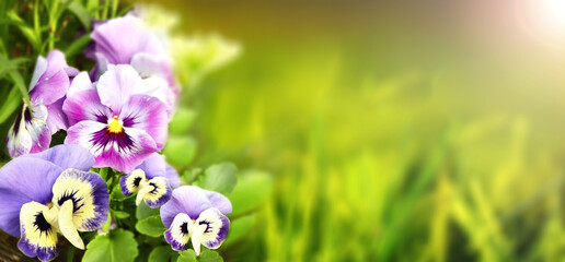Aufkleber - Pansy flowers on sunny nature background. Summer scene with Viola flowers of lilac and violet colors