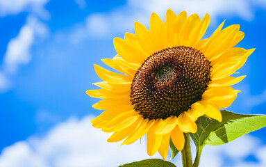 Beautiful yellow sunflower isolated under the blue sky in hot summer, Flower or flora background	