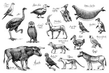 Extinct Species. Wild Mammal Animals And Birds. Dodo, Moa, Tasmanian Wolf, Quagga. Aurochs. Blue Antelope. Hand Drawn Vector Engraved Sketch. Graphic Vintage Style. 