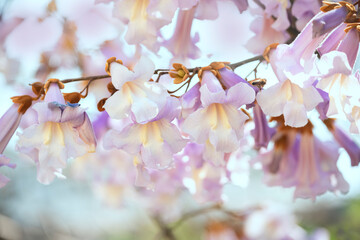 Wall Mural - Delicate lilac flowers of the paulownia tree close-up. The fastest growing tree in the world in spring bloom.