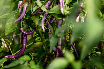 Poster - Buena Mulata pepper plant. Purple peppers on bush among the green leaves. Hot South American pepper. Cultivation and ripening of pepper. Vegetables in garden, harvest. Farming. Side view. Soft focus. 