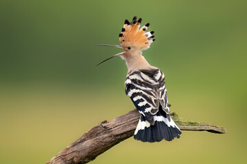 Wall Mural - eurasian hoopoe bird close up ( upupa epops )