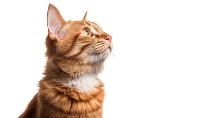 Beautiful red and white cat on a white background. Generative AI