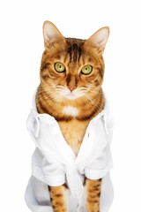 Wall Mural - Portrait of a cute cat in a white shirt isolated on a white background.