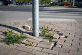 Fototapeta Kawa jest smaczna - Damaged pavement on the pedestrian sidewalk. Highway and cars
