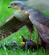 © Paul - The Eurasian sparrowhawk (Accipiter nisus), also known as the northern sparrowhawk or simply the sparrowhawk, is a small bird of prey in the family Accipitridae. Adult male.
