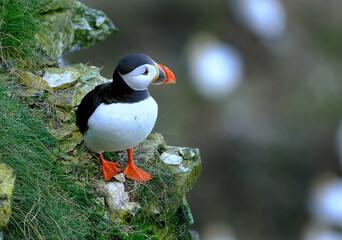 Wall Mural - Puffins are any of three species of small alcids in the bird genus Fratercula. These are pelagic seabirds that feed primarily by diving in the water.