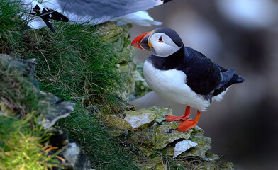 Wall Mural - Puffins are any of three species of small alcids in the bird genus Fratercula. These are pelagic seabirds that feed primarily by diving in the water.