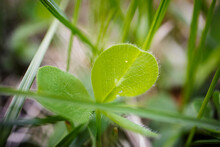 Single Isolated Leaf Of Wood Sorrel Between Long Green Grass