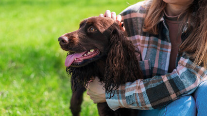 Wall Mural - Close view of a german spaniel with owner