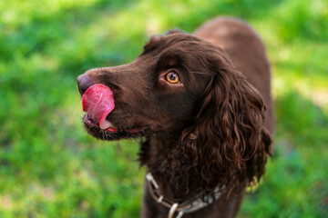 Wall Mural - Close view of a german spaniel