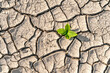 Sprout plant growing on very dry cracked earth