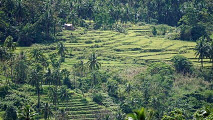 Wall Mural - rice fields on bohol islnd at the philippines