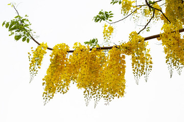 Cassia fistula flower on tree