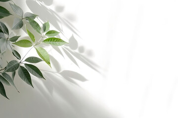 Wall Mural - Minimal abstract background for product presentation. Shadow of plant leaves and curtains, white wall and green plant. made with Generative AI