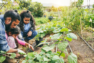 Poster - Indian father picking up organic vegetables with his children from house garden outdoor - Vegetarian, healthy food and education concept