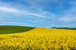 Yellow blooming rape field with blue sky in a gently hilly landscape in Schmuttertal near Augsburg