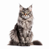 Fototapeta Koty - Beautiful Maine Coon cat isolated on white background
