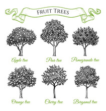Fruit Trees Set.