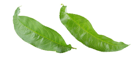 Wall Mural - Two green peach leaves isolated on white background.