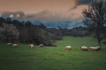 Wall Mural - Flock of sheep on a green meadow in cloudy weather. Beautiful rural landscape