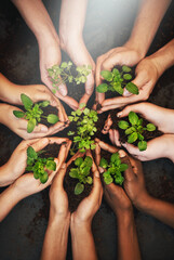 Wall Mural - Hands together, dirt and plants growth with sustainability and community work. People, top green leaf and environment project for gardening, farming and sustainable eco soil for agriculture leaves