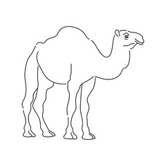 Wall Mural - Camel. Hand drawn vector illustration.