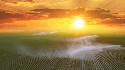 Wall Mural - Aerial view drone shot of irrigation system on agricultural soybean field at sunset helps to grow plants in the dry season. Beautiful summer landscape rural scene