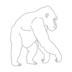 Wall Mural - Sketch of Gorilla. Hand drawn vector illustration.