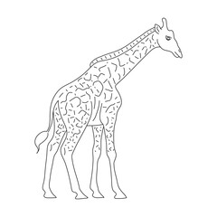 Wall Mural - Giraffe in line art drawing style. Vector illustration.