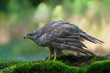 Canvas Print - Northern goshawk (accipiter gentilis) protecting his food in the forest of Noord Brabant in the Netherlands